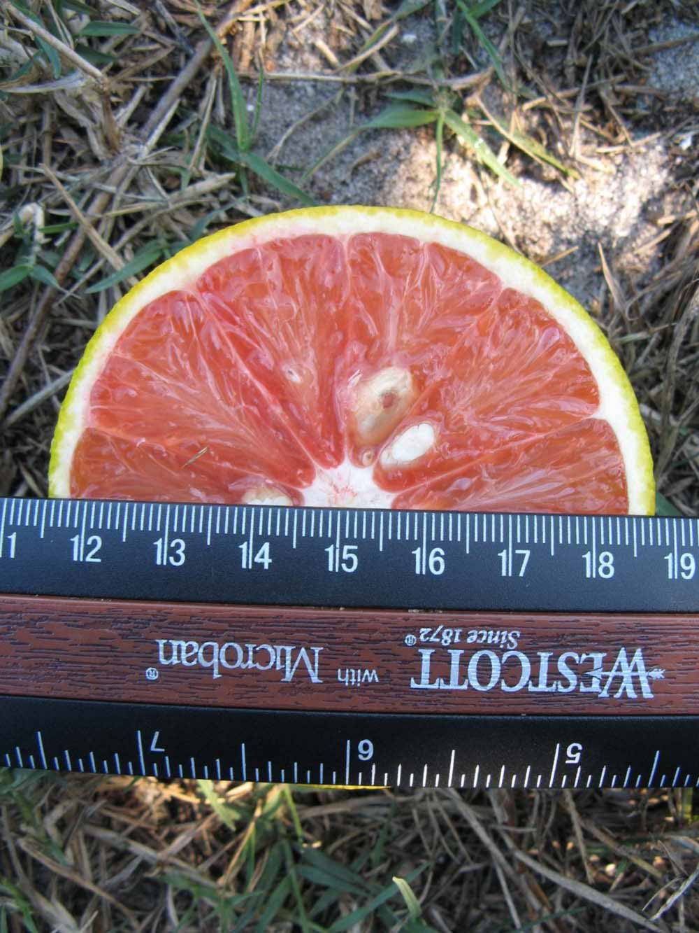              Fruit cross-section (Winter Haven, FL)       